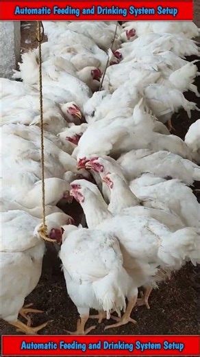 How to Start Poultry Farm at Home (Step by Step)#HomeFarming #SmallFarm #startpoultryfarm #chicken