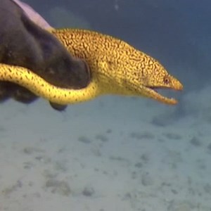 26M views · 391K reactions | Guy saves pretty yellow eel with hooks in his mouth — and then sees him again months later  | The Dodo | Facebook