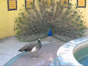 Peacocks Displaying - All Ready for Mating Season!
