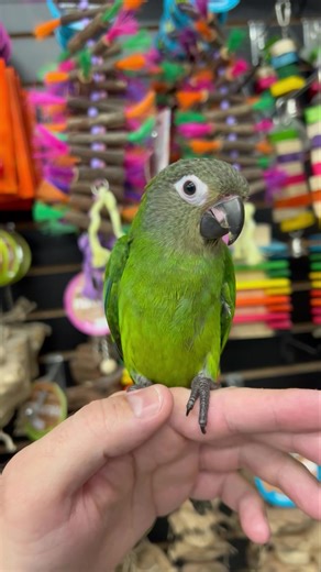 💚💚💚DUSKY CONURE💚💚💚 Sweet baby Dusky Conure almost weaned and ready for it’s new home. These species of Conures make a great family pet companion as they are social and more on the quiet side than other conures. Call us for more info 773-317-3785. | Birdmans Parrots