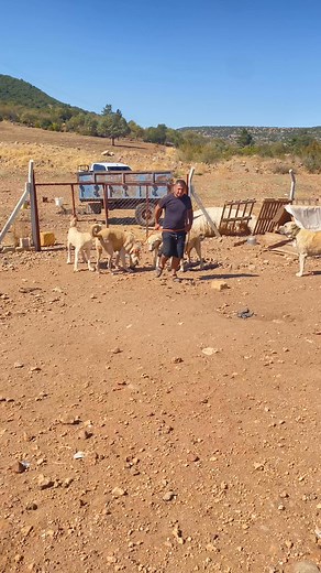 Kıskanç beyaz aslan | Mehmet Öztokmak