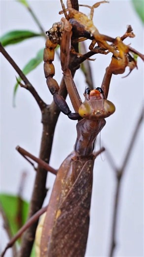 Mantis Dies Attacking Desert Scorpion #PrayingMantis #Scorpion #mantisvsscorpion