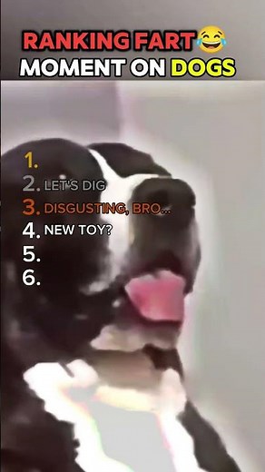 Ranking Dogs' Funniest Fart Moments 😂