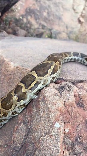Indian Rock Python, One of India’s largest non-venomous snakes! #snake #wildlife