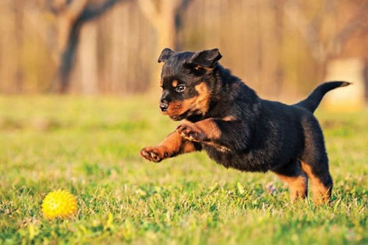 LAS ETAPAS EN LA VIDA DEL PERRO Tener un cachorro implica llevar adelante varias tareas de cuidado y también no adelantarse en otras. Cómo vincularlo con el mundo que lo rodea https://infob.ae/33xMK0l | Infobae