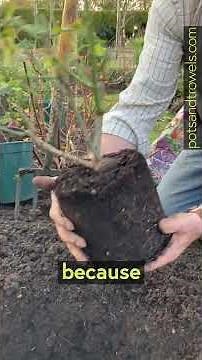 Time to Plant Shrub Roses - Pots & Trowels