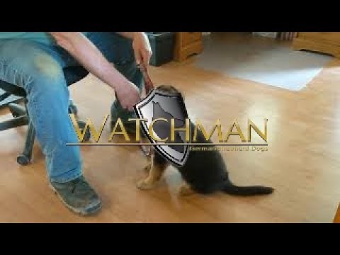 How to train a 9 week old German Shepherd puppy to sit, down, stay, come.