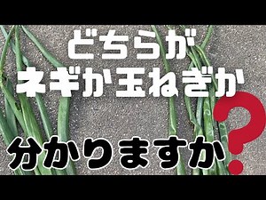 【玉ねぎ】と【ネギ】分からなくなった方、ある部分を見れば一発で見分けれます！