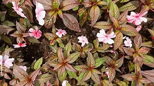 Camera movement through guinea impatiens flower ornamental plants