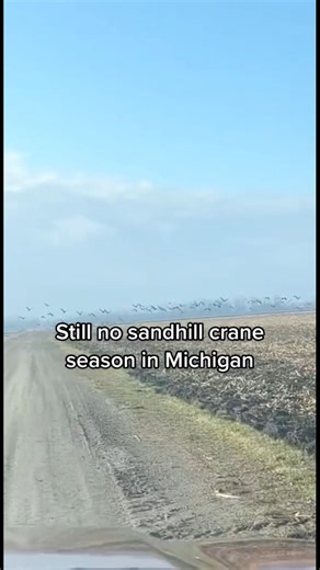 Still no sandhill crane season in Michigan | Cold Front Waterfowl
