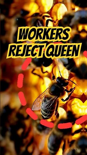 Watch These Bees Reject Their Queen! #animalfacts