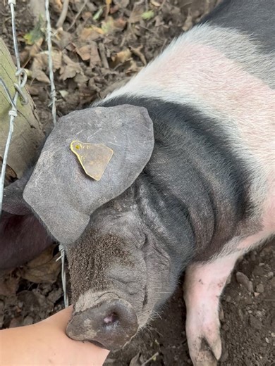 Kate Isobel Daisy Sharp🦋 on Instagram: "The calm that only nature & animals can bring 🌳🐑🐷🐶"