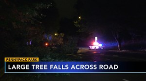 Large tree falls, blocks roadway in Pennypack Park