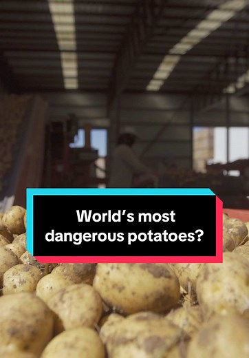 World’s Most Dangerous Potatoes: A Hilarious Storytime