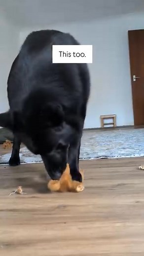 Doing this reduces your dog's stress. | Renee Rhoades, MSc: Your Dog Behaviorist