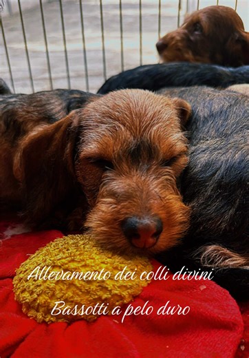 Leandro dei colli divini BSPD 60 giorni colorazione foglia secca , un dolcissimo patatone 🥰🥰🥰#allevamentodeicollidivini #collidivinikennel