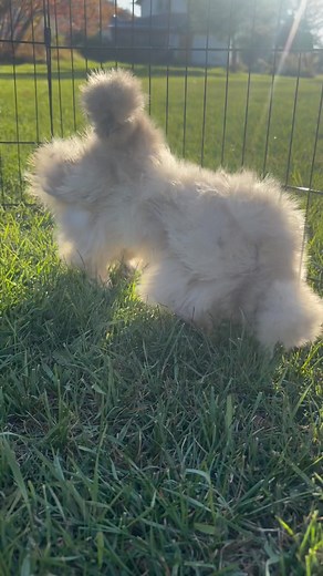 Mauve splash frizzle silkie pullets! My chickens are truly my happy place! 🥰 | Many Rivers Silkies & Homestead