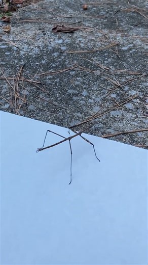 Stick Bug Dancing… #funnyanimals #stickbug
