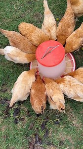53K views · 1.1K reactions | Feeding in progress... | Poultry Tips | Facebook