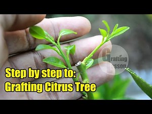 How To Grafting Citrus Fruit Tree Before and After