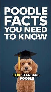 POODLE DOG VIDEOS ✅ The TRUTH About Owning Standard Poodles! Pros & Cons & Best Puppy Training Tips!