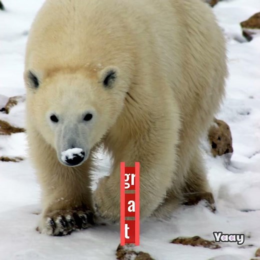 Fat Albert, the overweight polar bear