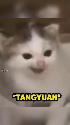 The German Cat meme origin(Then Vs Now)🥹#shorts#memes