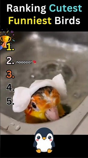 Cutest & Funniest Birds Ever 🐦😂