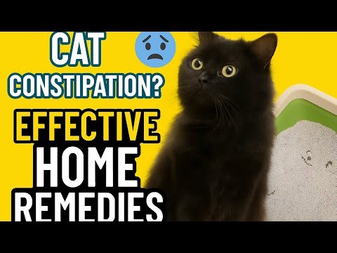 Constipation in Cats 🐱 | Effective Home Remedies for Constipated Cats