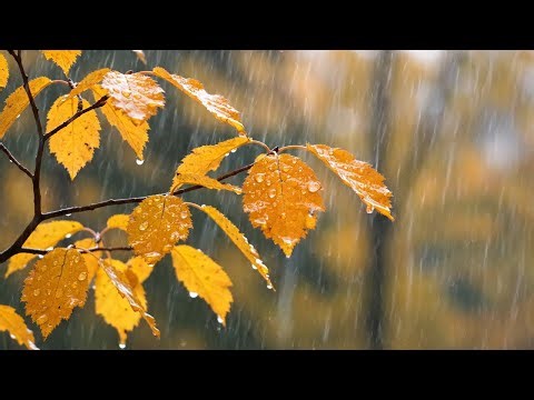 Autumn Drizzle in a Serene Forest 🌧️🍂 | Gentle Rain Sounds for Cozy Night Relaxation