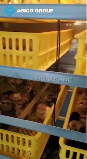 The Ultimate Egg Incubator? Mass Hatching 1000 Eggs with 95% Success Rate!