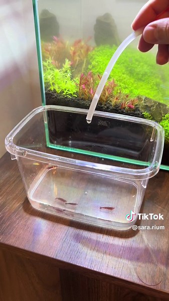 レッドファイアーシュリンプの飼育方法とアクアリウム水槽の楽しみ方をご紹介🦐