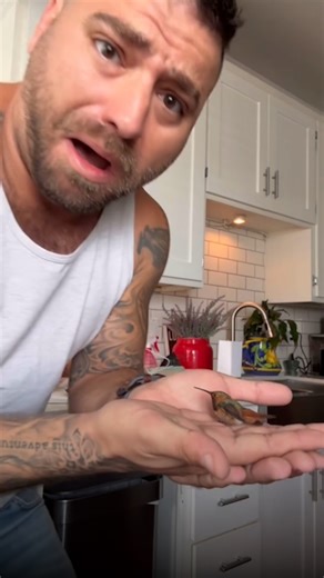 The sweet story behind this man who rescued a hummingbird