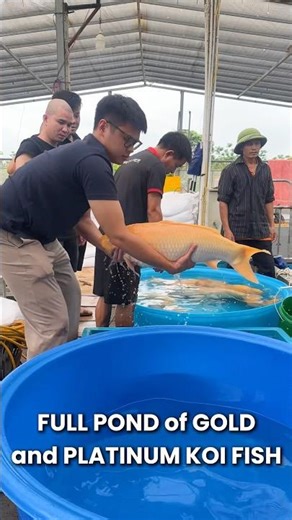 FULL POND of GOLD and PLATINUM KOI FISH #koi #koifish #koifarm #koipond