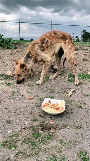 Full video 👇 Dog with mange is afraid of humans and won't approach until I walk away