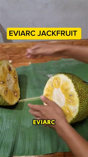 EVIARC Jackfruit is known as one of the sweetest jackfruit varieties in the world—extra juicy, fragrant, and bursting with honey-like flavor. Its golden-yellow flesh is tender yet crunchy, making it perfect for snacking, desserts, and refreshing tropical treats. Whether fresh or processed, EVIARC brings the true taste of premium Filipino jackfruit right to your table! 🥭💛 #MatheasGarden #EVIARCJackfruit #SweetestJackfruit #PremiumJackfruit #TropicalFruit #PhilippineProduce #FreshAndJuicy #Golde