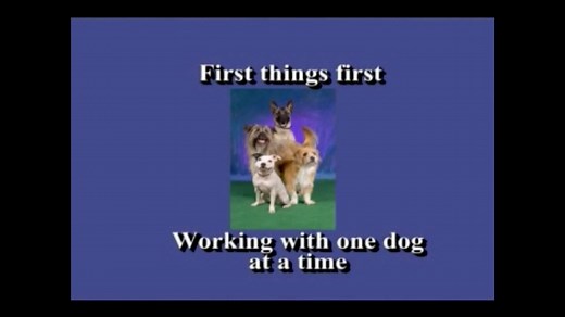 Feeling Outnumbered? - How To Manage & Enjoy A Multi-Dog Household
