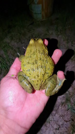 Funny Frog Catching a Big Fly | Hilarious Jumping Frog Moments