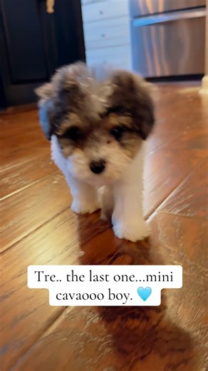 Cavapoo Boy Tre #cavapoo #cavapoodle #cavapoopuppy | Platinum Goldendoodles