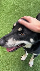 2.1K views | Dallas Animal Services and Adoption Center on Reels | Facebook