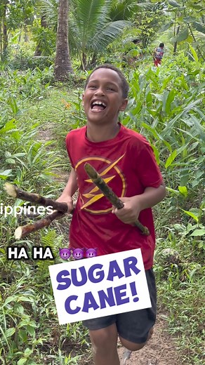 306K views · 10K reactions | A sugar cane experience! What a surprise to get fresh sugar canes on our trip to the rice fields!!Special thanks to Leilei and Eliel ❤️#philippines #polilloisland #worldschooling #familytravel #travelwithkids #sugarcane | Amber Harper | Facebook