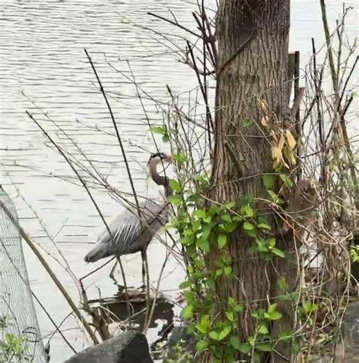 #GreatBlueHeron #hunting #short — early #April2026