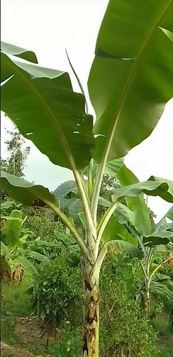 Banana plant (musa x paradisiaca) #agriculture #plants #nature