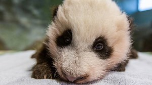 National Zoo’s panda cub has a new name