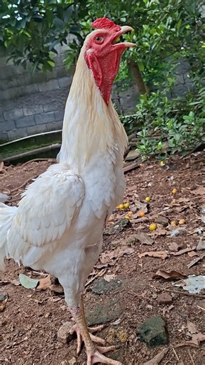 Rooster Screaming Sound Effect #rooster #chicken #ayam