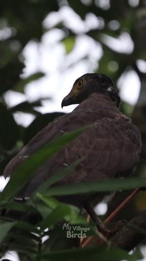 Eagle Sound! 😱 Crested Serpent Eagle Call | Vocalization | Calling | Bird Sound