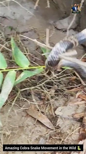 Amazing Cobra Snake Movement in the Wild 🐍 #animalshorts #snake #wildlife #cobra