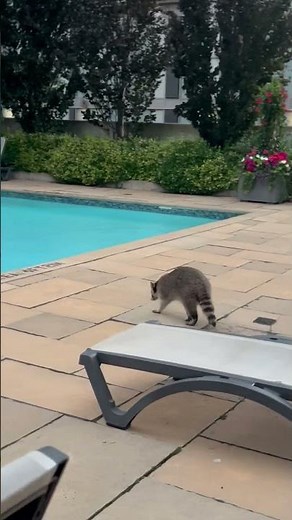 Raccoon Dips Hands Into Swimming Pool || ViralHog