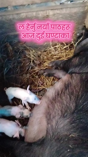 asmita pig form (@asmita.pig.form)’s videos with original sound - asmita pig form