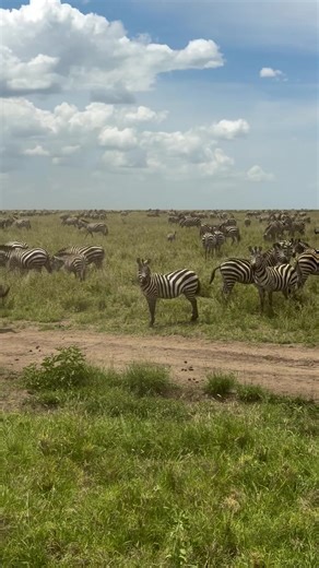 Incredible Zebra Migration in Tanzania